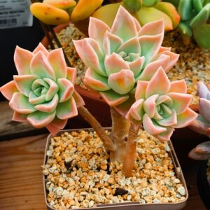 Graptoveria Harry Watson trois têtes