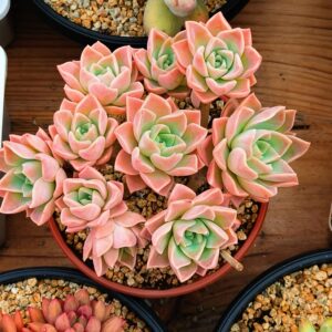 Graptoveria Harry Watson Cluster