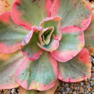 Echeveria Party Dress variegata