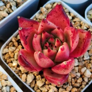 Echeveria agavoide Bloody Romeo