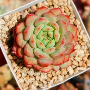 Echeveria Golden Sparrow