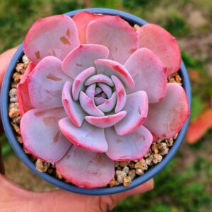 Echeveria Tiffany Blue