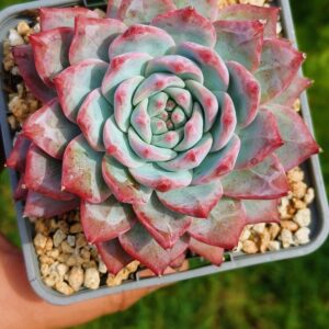 Echeveria Bluebird