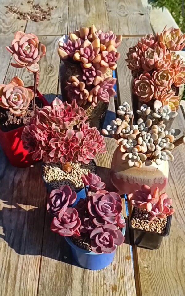 Mix plantes