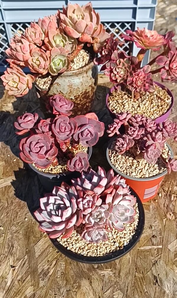 Mix plantes 2