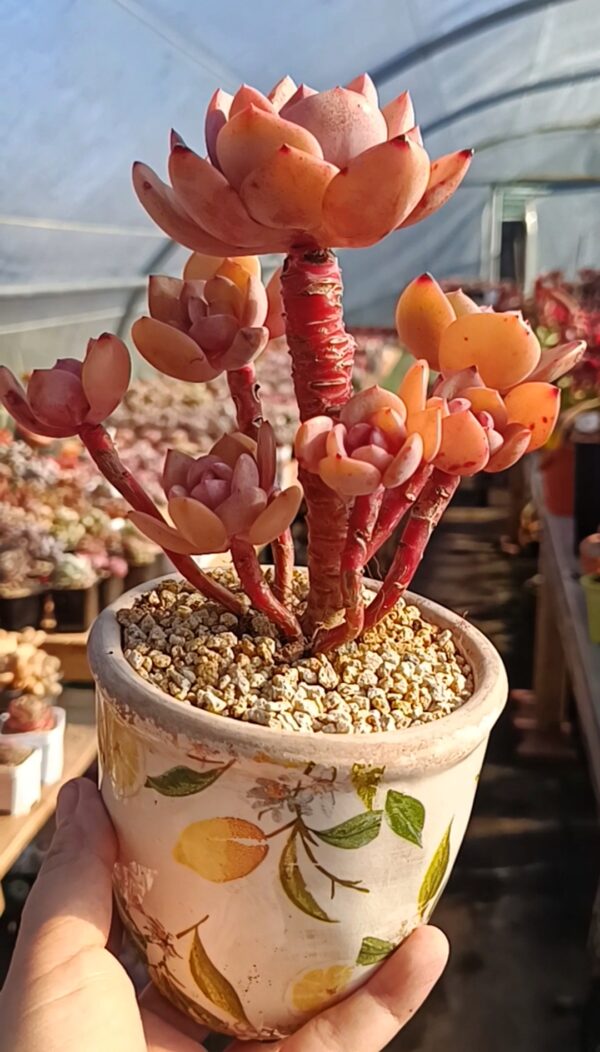 Echeveria Hakuhou x Orange Monroe cluster vieux tronc – Image 3