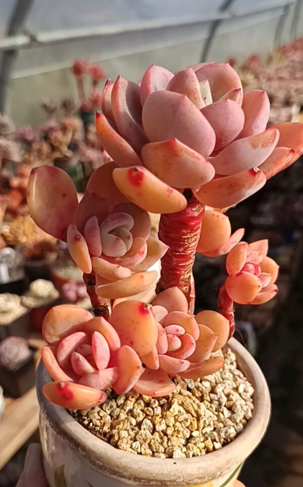 Echeveria Hakuhou x Orange Monroe cluster vieux tronc