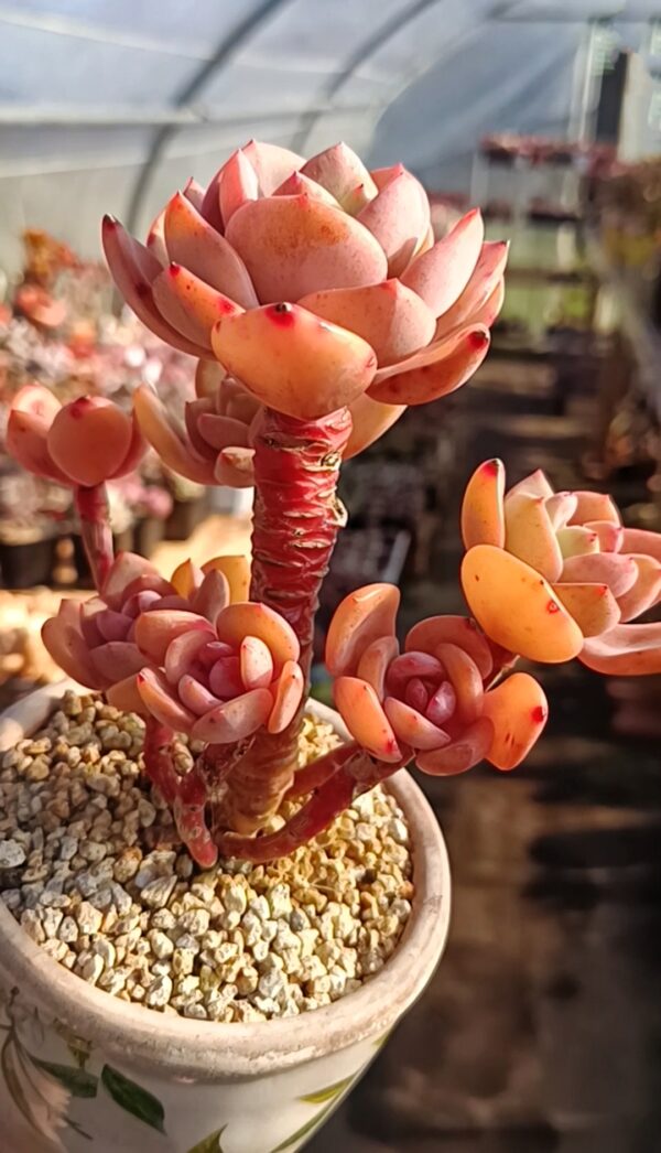 Echeveria Hakuhou x Orange Monroe cluster vieux tronc – Image 2