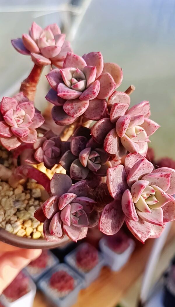 Echeveria Pretty in Pink – Image 2