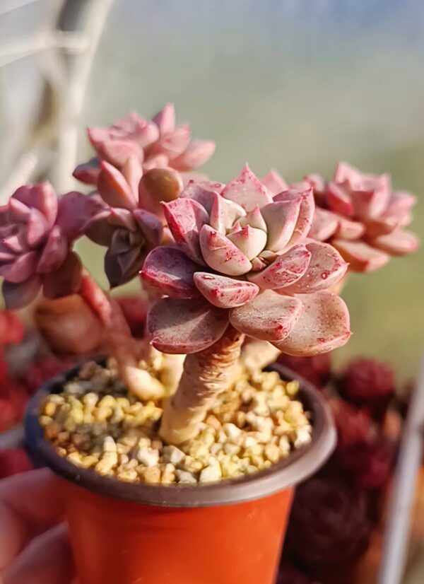 Echeveria Pretty in Pink – Image 2