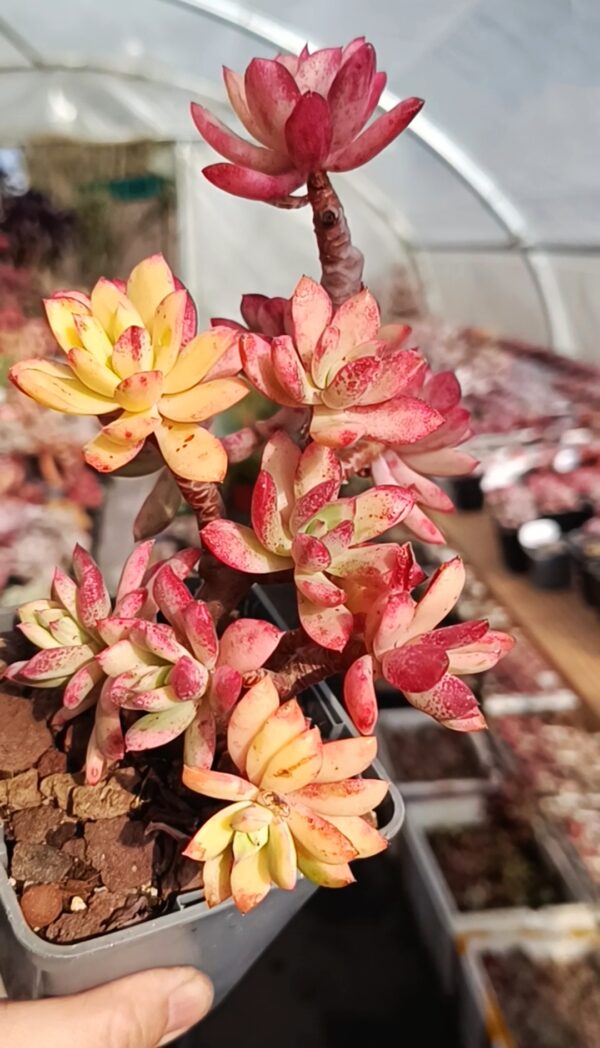 Echeveria Minibell variegata cluster – Image 3