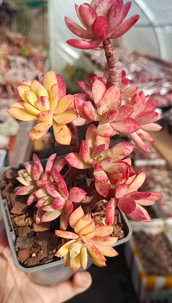 Echeveria Minibell variegata cluster – Image 2