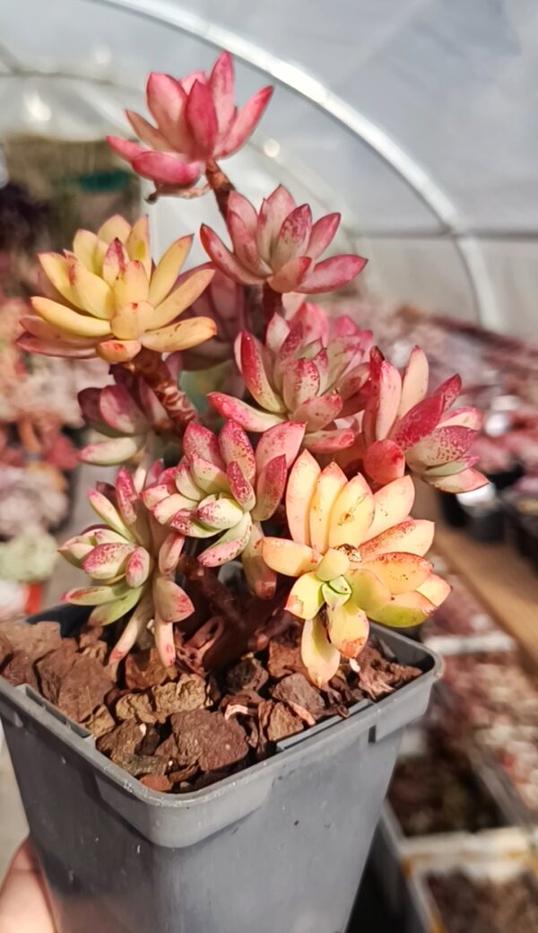 Echeveria Minibell variegata cluster