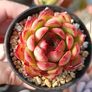 Echeveria Pulli Lindsayana
