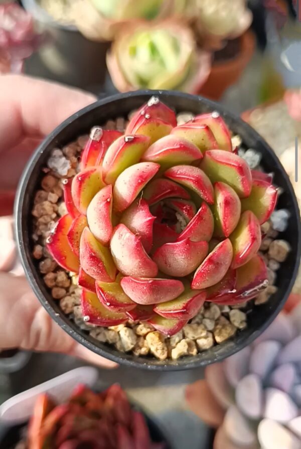 Echeveria Pulli Lindsayana