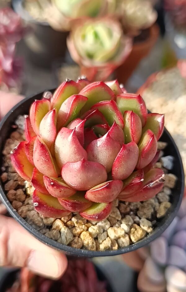 Echeveria Pulli Lindsayana – Image 2