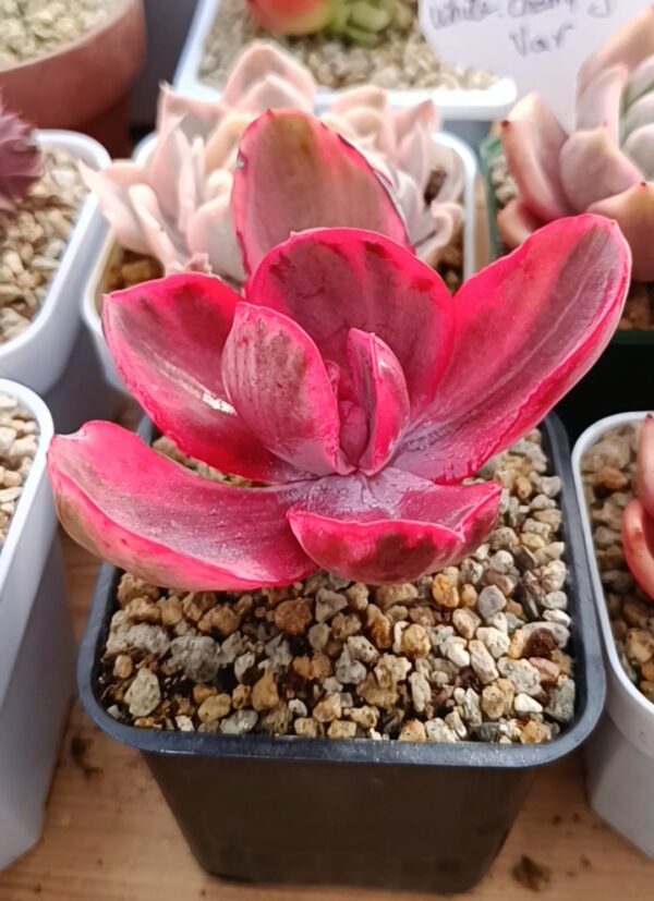 Echeveria Angel variegata