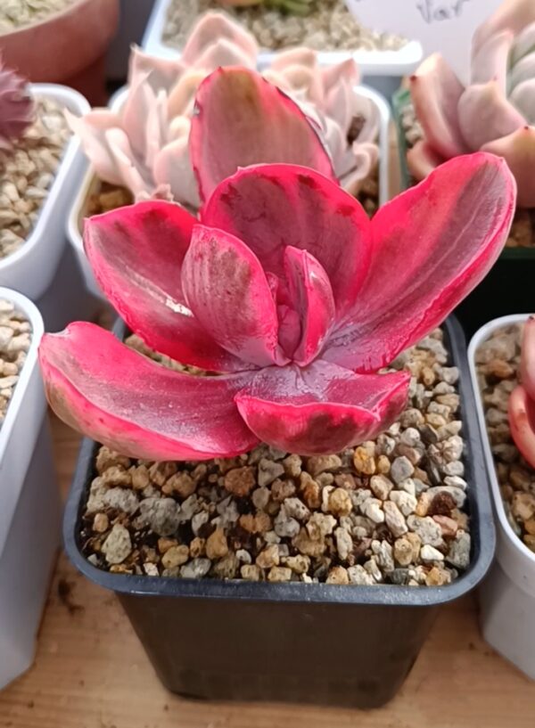 Echeveria Angel variegata – Image 2
