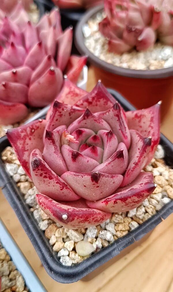 Echeveria agavoide Bloody Romeo – Image 2