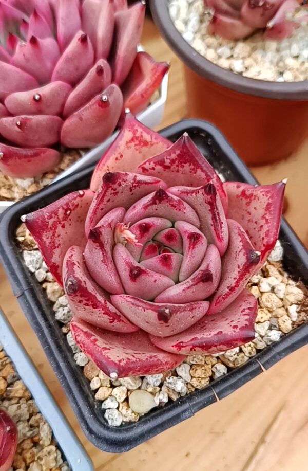 Echeveria agavoide Bloody Romeo