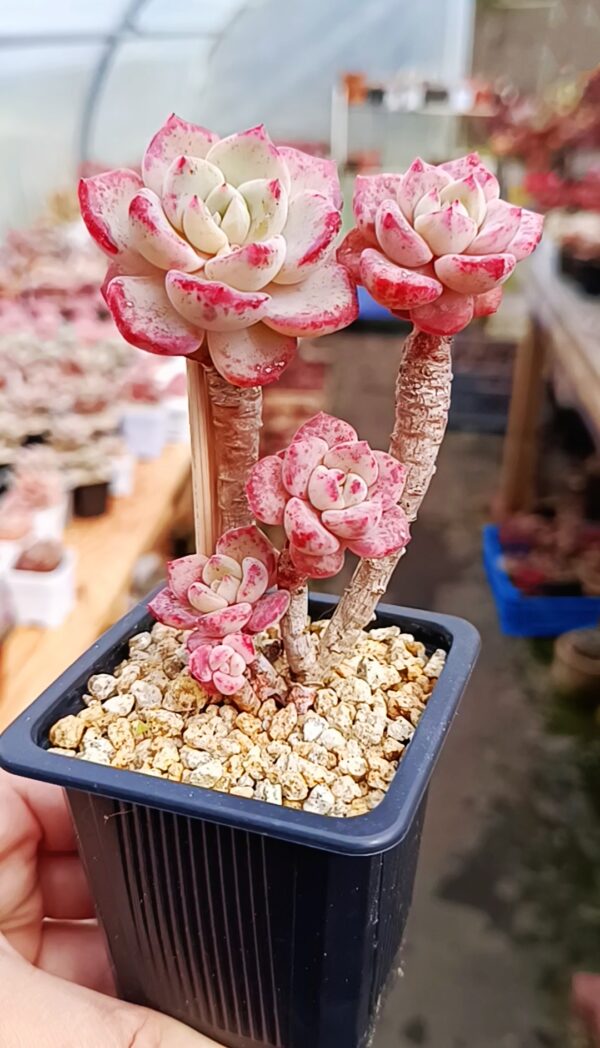 Echeveria Snow Mountain cluster – Image 2