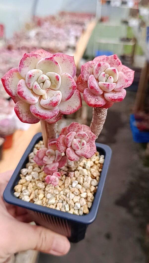 Echeveria Snow Mountain cluster