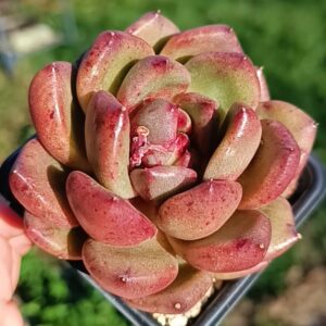 Echeveria Ursus