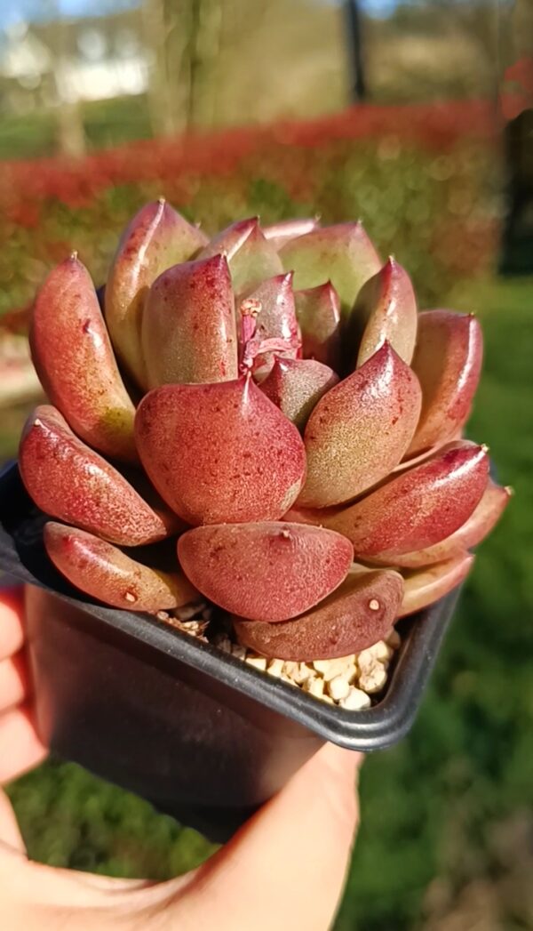 Echeveria Ursus – Image 4