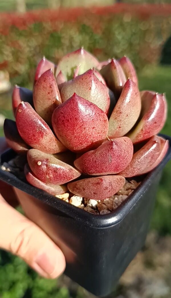 Echeveria Ursus – Image 3
