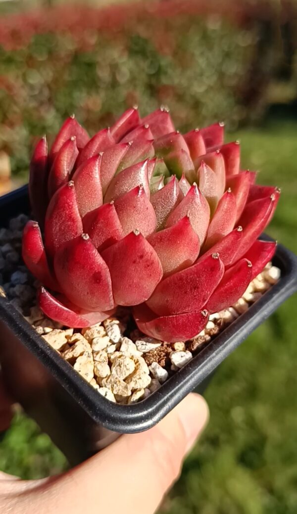 Echeveria Red Maple – Image 2