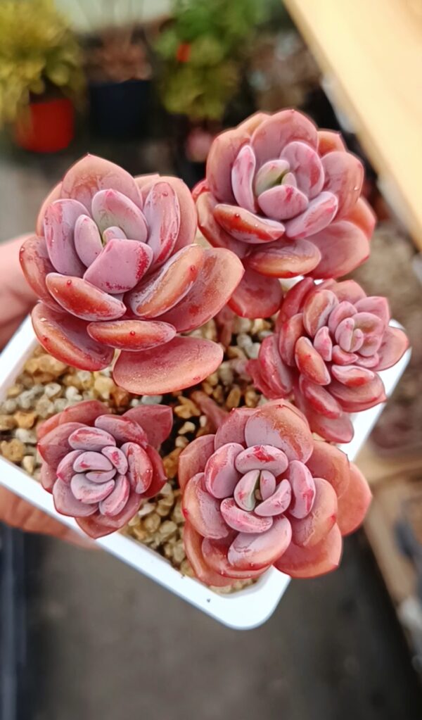 Pachyphytum Truffe cluster