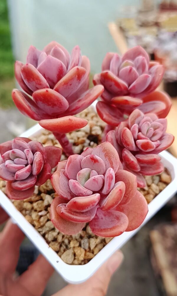 Pachyphytum Truffe cluster – Image 2