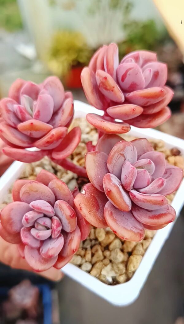 Pachyphytum Truffe cluster (4 têtes) – Image 2