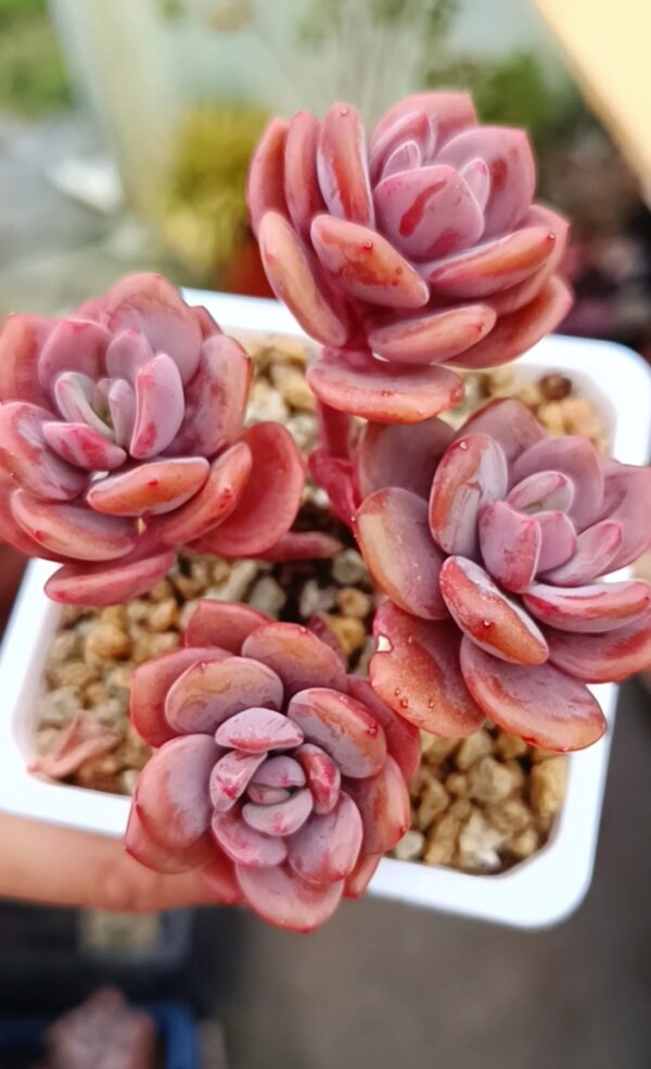 Pachyphytum Truffe cluster (4 têtes)