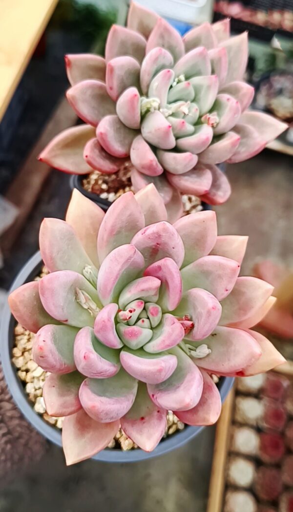 Echeveria Pink Mamba – Image 4