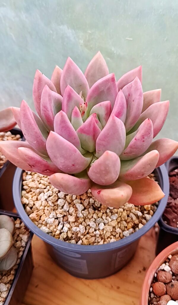 Echeveria Pink Mamba – Image 2