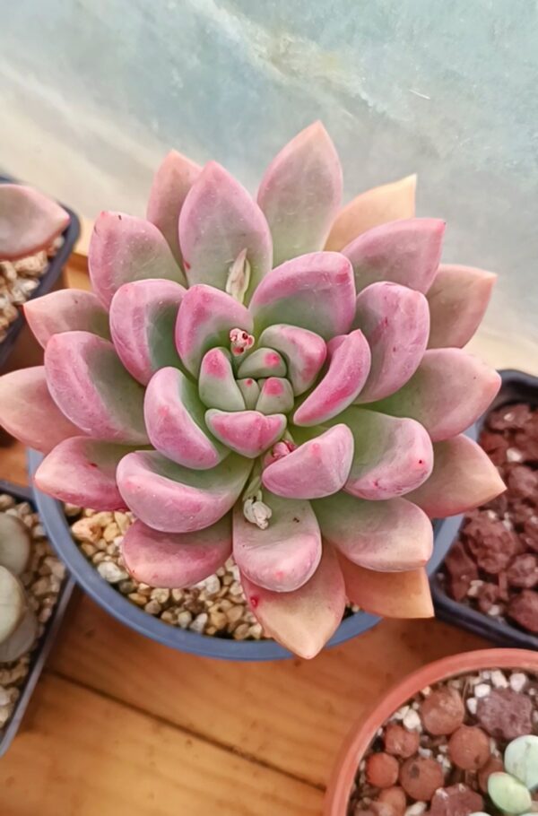 Echeveria Pink Mamba