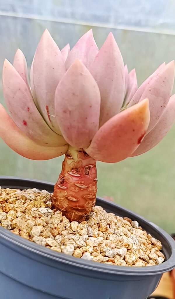 Echeveria Pink Mamba – Image 3