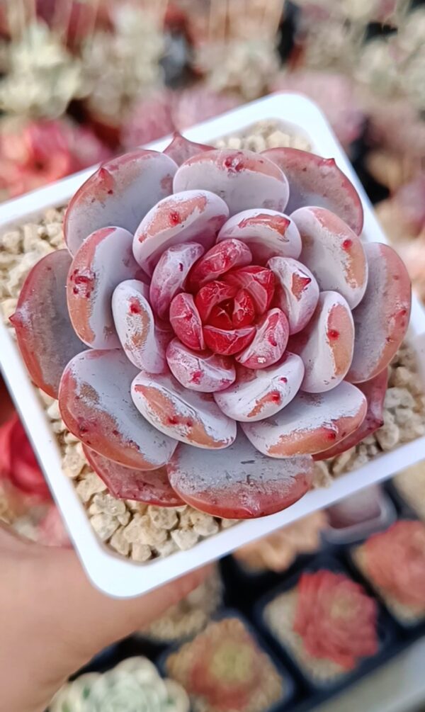Echeveria Cream Sun
