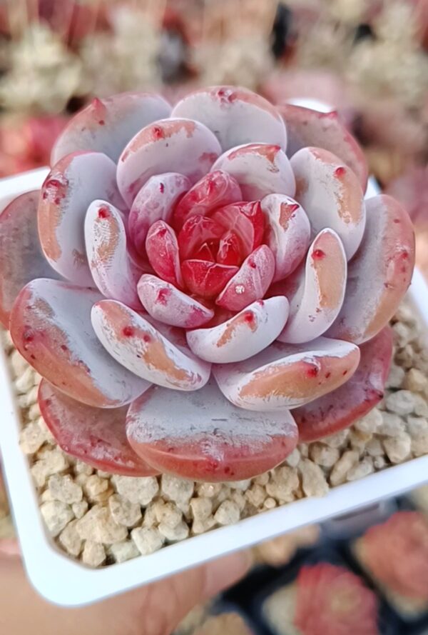 Echeveria Cream Sun – Image 2