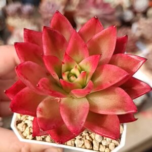 Echeveria Clear Sky variegata