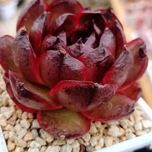 Echeveria Black Moon
