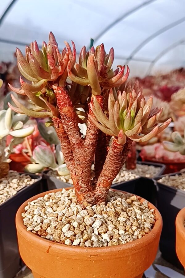 Dudleya Viscida