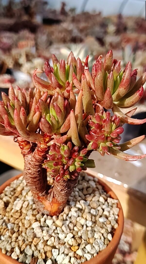 Dudleya Viscida – Image 2