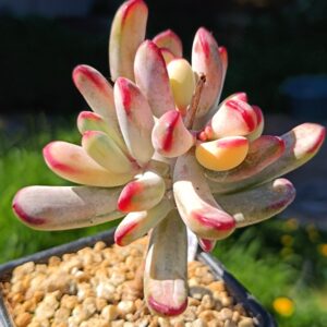 Cotyledon Orbiculata CV Long Leaf variegata