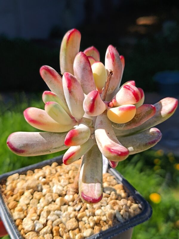 Cotyledon Orbiculata CV Long Leaf variegata