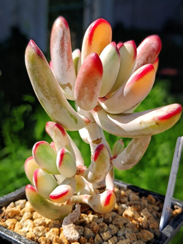 Cotyledon Orbiculata CV Long Leaf variegata – Image 2