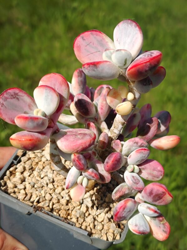 Cotyledon Orbiculata CV Variegata XL – Image 2