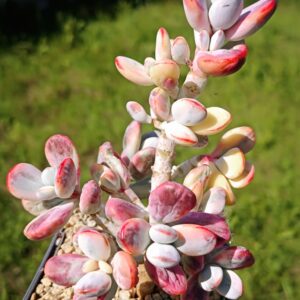 Cotyledon Orbiculata CV Variegata XL