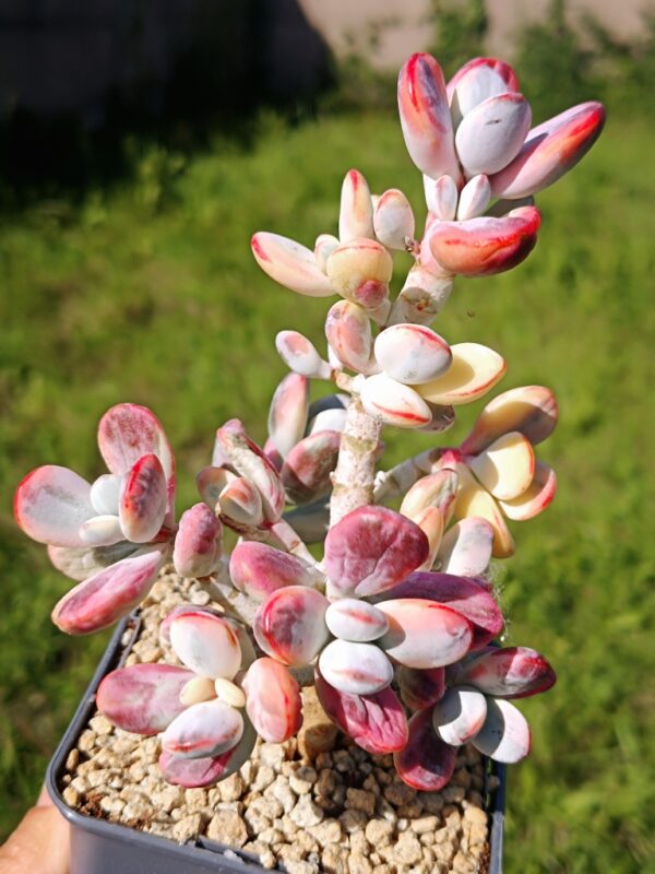Cotyledon Orbiculata CV Variegata XL